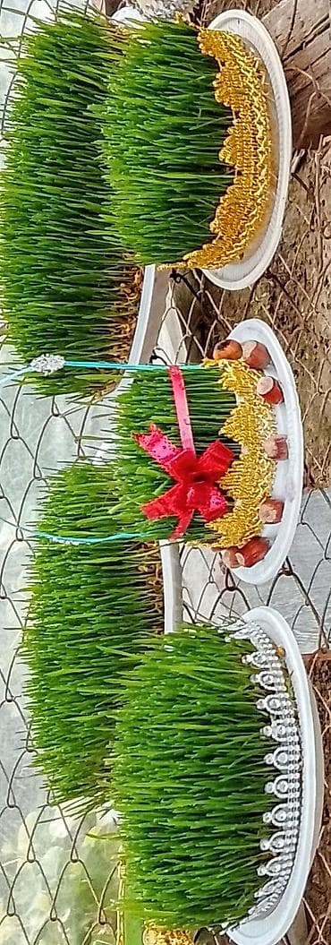 Novruz üçün bəzədilmiş səməni kompozisiyaları - Təbii buğda səmənisi