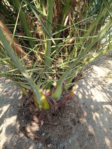 Quruducular: Xurma (xurma xurması – Phoenix dactylifera) palması - Növ: dekorativ — 2