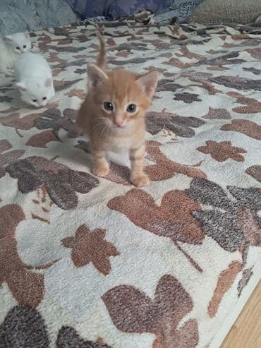 Boyunbağılar: Balaca pişik balaları - Rənglər: əsasən ağ, bir ədəd zəncəfil — 5