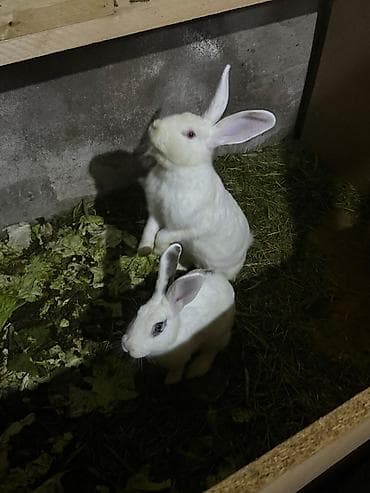 uzun qulaqlar: Ağ və alaca rəngli ev dovşanları - Növ: Ev/ferma dovşanı - Rənglər — 5