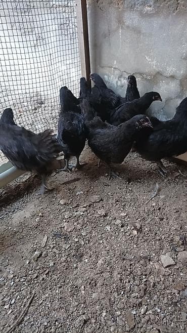 Salam.Temiz gan avstrolop cuceleri, toros xetti. iki ayliqdilar, Ata — 6