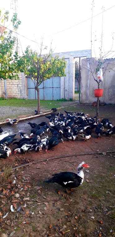 cins ineklerin satisi 2018: 70 ədəd kəsimlik damazlıq super sağlam heyvanlar — 1