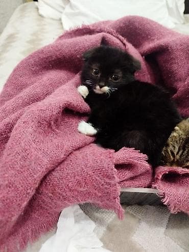 Şotland yastı qulaq — 5