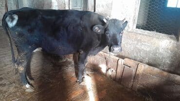 золотая шиншилла баку: 070 949 65 35 nömrəsi ilə də əlaqə saxlıya bilərsiz — 1