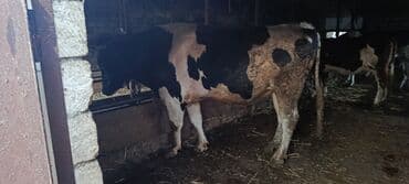 Quzu: Erkək, Holsteyn, il: 3, 400 kq, Ətlik, Ünvandan götürmə — 5