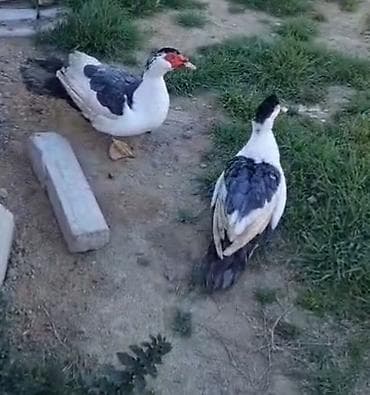 kənd cucəsi: Erkək, | Lal ördək, Damazlıq — 3