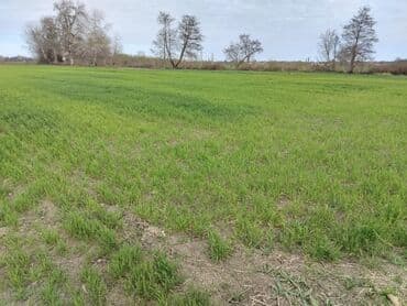 200 sot, Kənd təsərrüfatı, Maklerlər narahat etməsin, Kupça (Çıxarış)