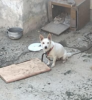 Türk fino zvanokudu hazır cüt vaxdidi qaniyib 1 hefdeye cüte hazırdı