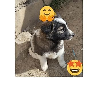 Птицы: Bu küçükler menimdir.Amma artıq 2 aylıqdırlar.Kim isteyir desin.Pul — 2