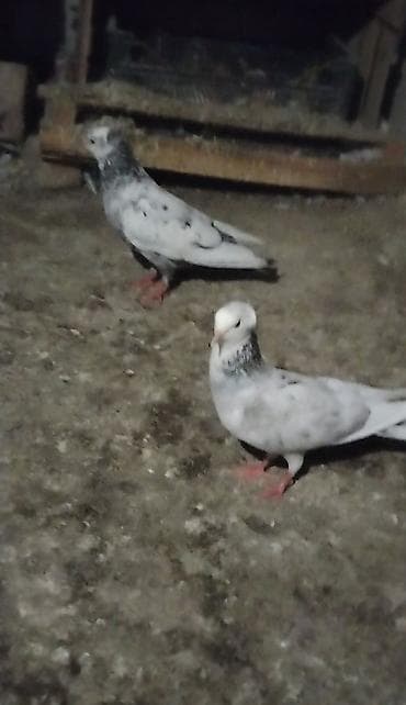 derzi quşu: Ağ bas ebresderdi hazir cutduler unvan Gemce gondermekde mumkundu — 1