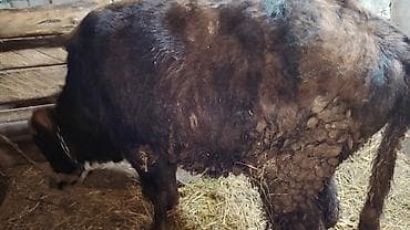 serebrist cuce satisi: 2 dənə sağlam 7, 10 aylıq erkəy danalar satışda.Yeməy,içməy — 2