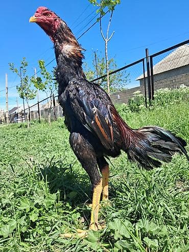 heyrati xoruz satilir: Sahibləndirilir — 5