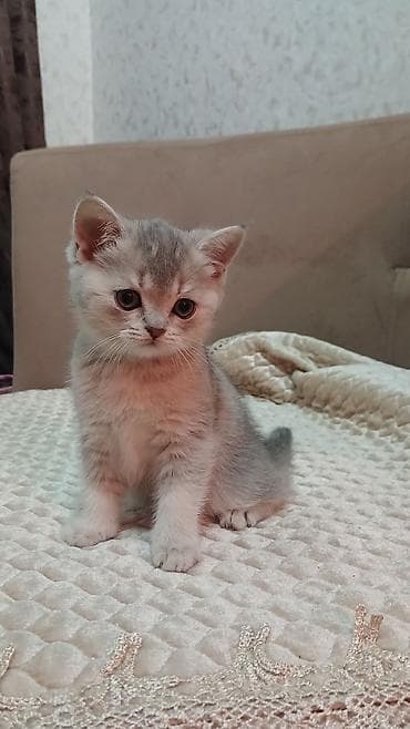 golden sinsila: Britan — 6