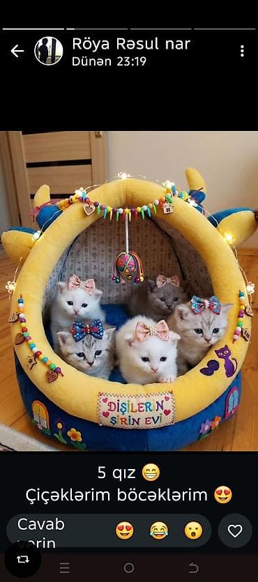 Balaca pişik balaları – 5 ədəd dişi Xüsusiyyətlər: - Zərif, mehriban at lalafo.az Balaca pişik balaları – 5 ədəd dişi Xüsusiyyətlər: - Zərif, mehriban