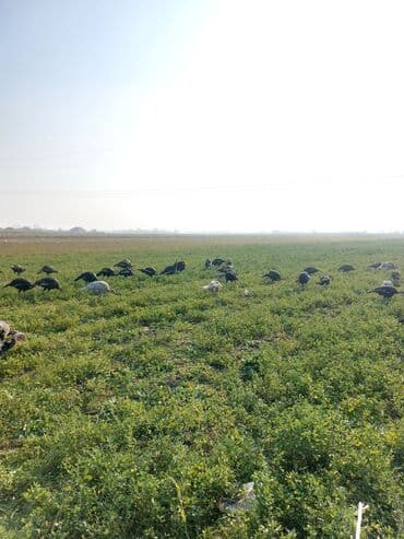 qara toyuq yumurtasi cadu: Hind quşu yumurtası satılır.Hindquşular təbi şəraitdə bəslənir yonca — 3