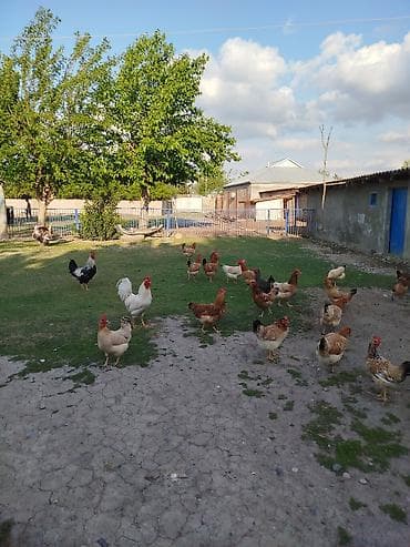 cuce ve xoruz: Kənd toyuqları satılır. 11 ədəddir, 10 fərə 1 xoruz, təbbi şəraitdə — 3
