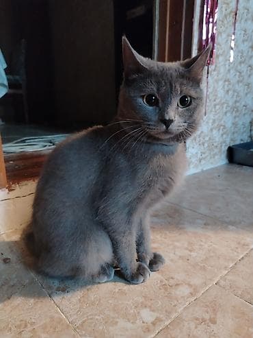 pisik sinsila: Britan, Erkək, Yaxşı əllərə, Ödənişli çatdırılma — 1