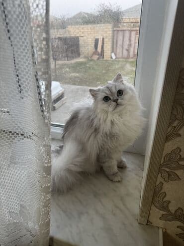 Şinşilla, Dişi, Yaxşı əllərə, Ünvandan götürmə, Ödənişli çatdırılma, Rayonlara çatdırılma