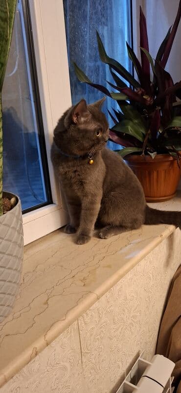 pişik eşyaları: Britan, Erkək — 1