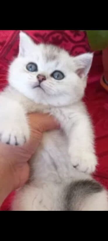 şotlant pisiyi: Britan, Yaxşı əllərə — 1