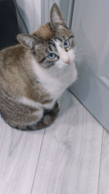 pişiy evi: Məhsul: Ev pişiyi (qısatüklü) Xüsusiyyətlər:ğözləri mavi.rəngi boz — 7