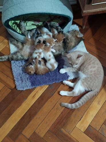 en yaxsi bugda sortu: Dişi, Yaxşı əllərə — 6