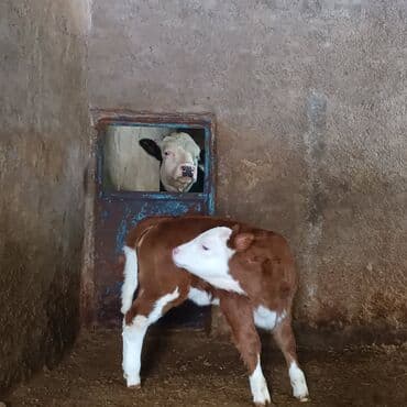 Heyvanlar üçün mallar: Hereford tipli buzov - Rəng: qəhvəyi-ağ (ağ baş, ağ pəncələr və qarın — 3