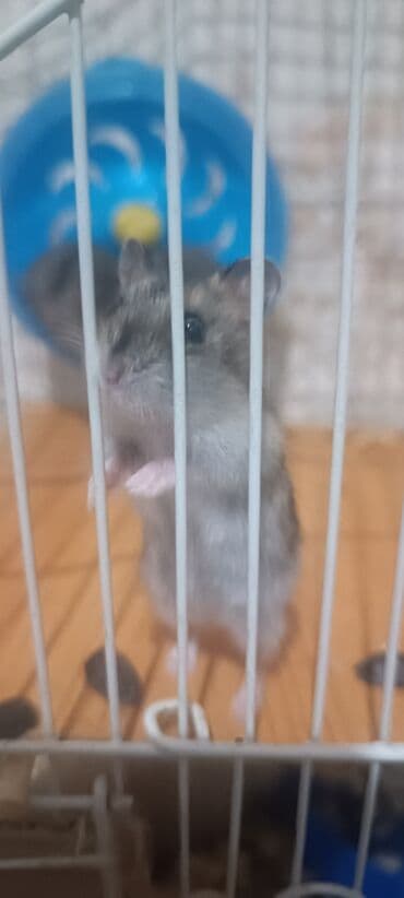 Gəmiricilər: Cücərli xırda gəmiricilər – xəncərquyruq (hamster) - Rəng — 2