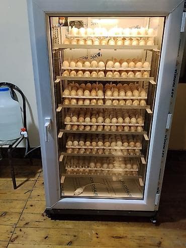 Azərbaycan, Tam avtomat