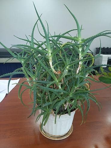 tarsofka aparati narxi: Aloe (sukkulent) otaq bitkisi - Növ: Aloe – çoxgövdəli, tikanvari — 2