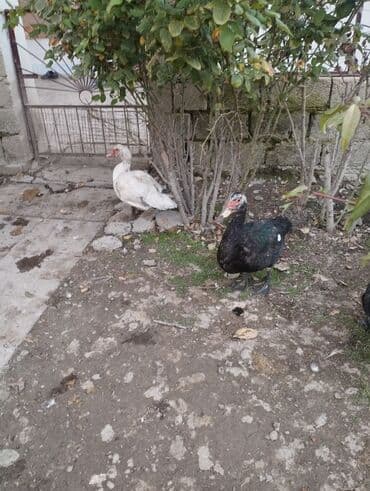 hind qusu: Muscovy ördəkləri (hind ördəyi) – müxtəlif rənglərdə - Rənglər — 4
