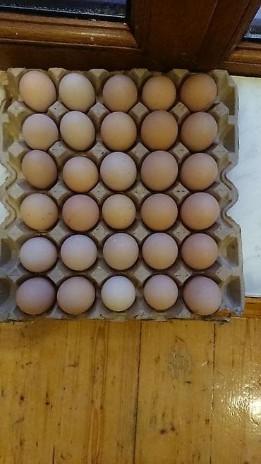 chappi it yemi: Toyuq, Australorp, Yumurtalıq, Ünvandan götürmə — 6