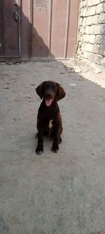 gence itler: Kurtxar, 3 ay — 2