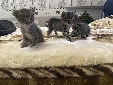 Tabbi, Yaxşı əllərə