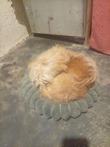 kafkaz coban iti: Bu it maddi duruma görə satılır balaliqdan bizdədir pasportuna kimi — 4