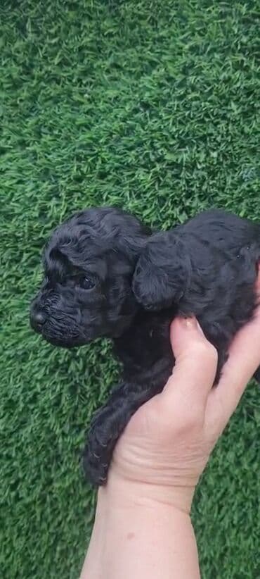 chappi it yemi: Pudel, 2 ay, Dişi, Peyvəndli, Ödənişli çatdırılma — 6