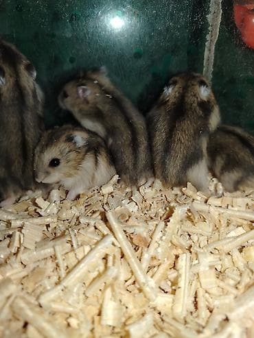 heyvan evi: Cırtdan cunqarikler – aktiv və mehriban ev heyvanları 24 günlük — 5