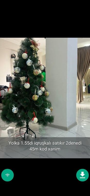 xurma ağacı: Yolkalar şaxda baba sekillerde qiymət məlumat qeyd olunub unvan Gence — 15