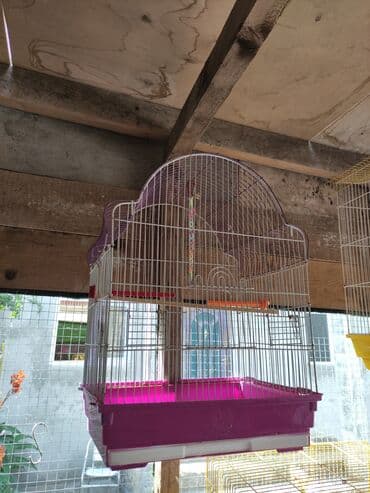 Şampunlar: Qefesler yumru qirmizi 30 Azn obirler 20-15 Azn — 3