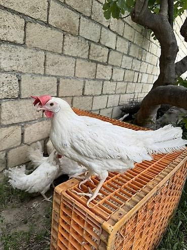 pom pom toyuqu: Toyuq, Yumurtalıq — 2