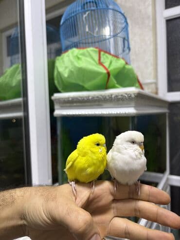 Cüt qəfəslə bir yerdə