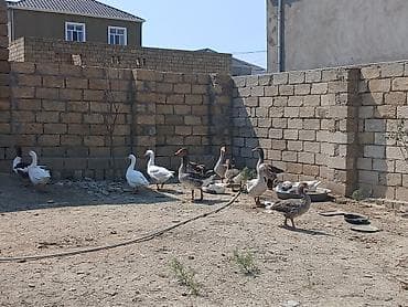 dele satisi: Salam öz qapımin 1 illik kök qazlarıdır hamsi yerlidir Satılır: ev — 2