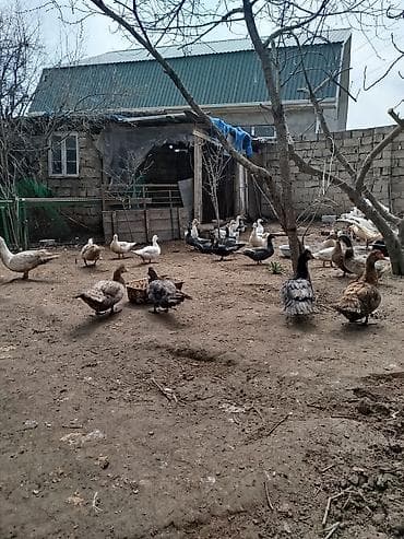 qoyunlar satilir: Lal. ördəklər satilir hər növdə var krasnadar,ağ yerlizümrüdü — 1