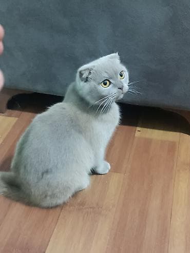 pisik almaq: Şotland yastı qulaq, Dişi, Yaxşı əllərə, Ünvandan götürmə — 3