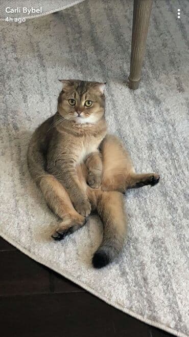 Şotland lalafo.az -da Şotland