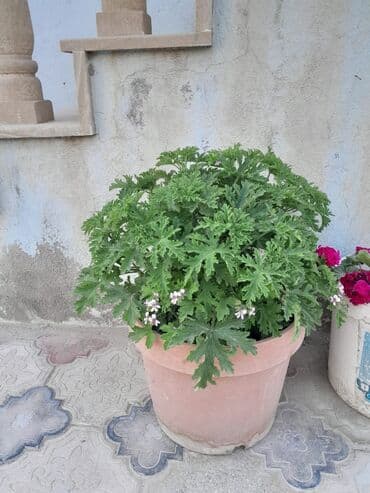 ağacların dərmanlanması: Otaq bitkiləri — 4