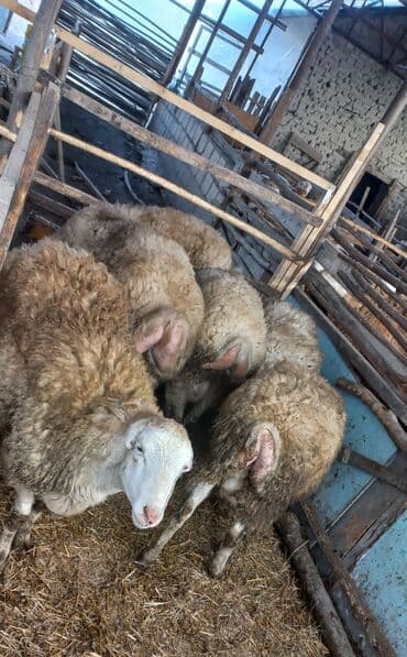 Erkək, il: 1, 55 kq, Damazlıq, Ünvandan götürmə