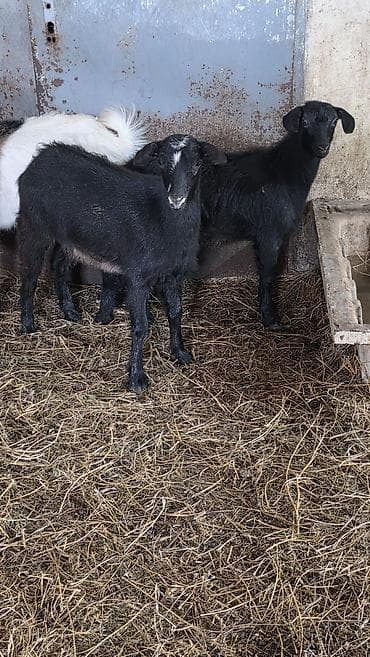 keçi heleb: Qara rəngli cavan keçilər – təsərrüfat üçün uyğun - Cins: yerli qara — 1