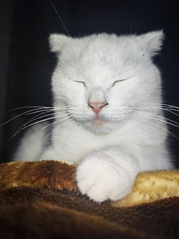 pisiklerin satisi: Şotland yastı qulaq, Yaxşı əllərə — 3