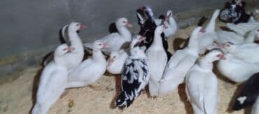 tovuz quşu satışı: Təcili satılır.Real alıcılar əlaqə saxlaya bilər — 7